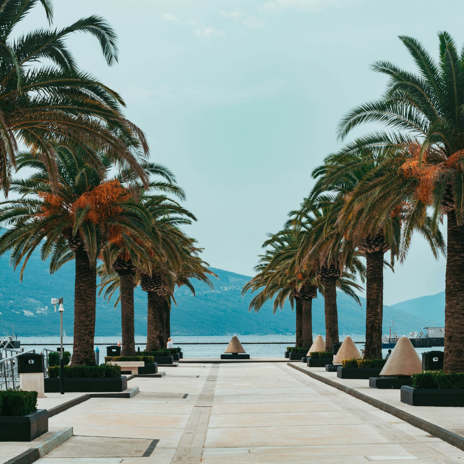 Palm-lined waterfront in Tivat